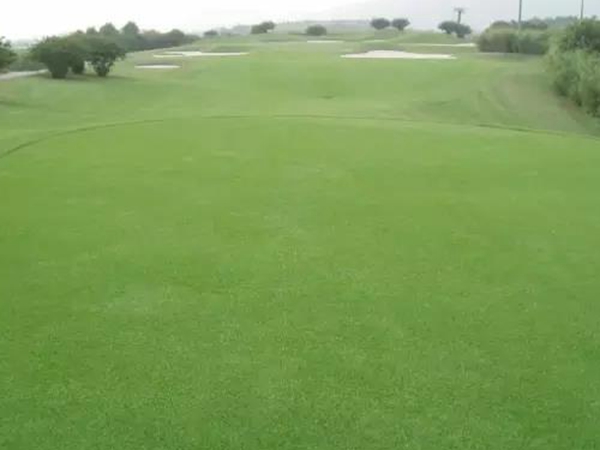 日本結(jié)縷草草種的建植技術(shù)與管理方法 日本結(jié)縷草草種的建植技術(shù)與管理方法