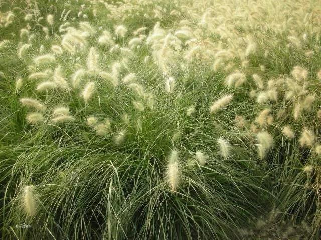 彎葉畫眉草——園林不可缺少的草坪種子 耐旱植物 彎葉畫眉草——園林不可缺少的草坪種子 耐旱植物