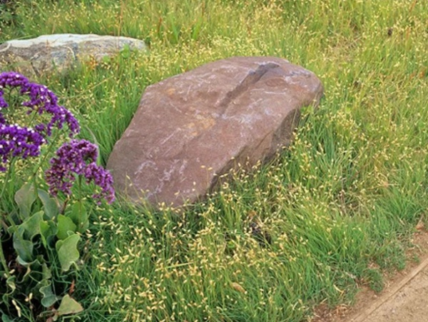 野牛草草坪建植特點以及介紹 野牛草草坪建植特點以及介紹