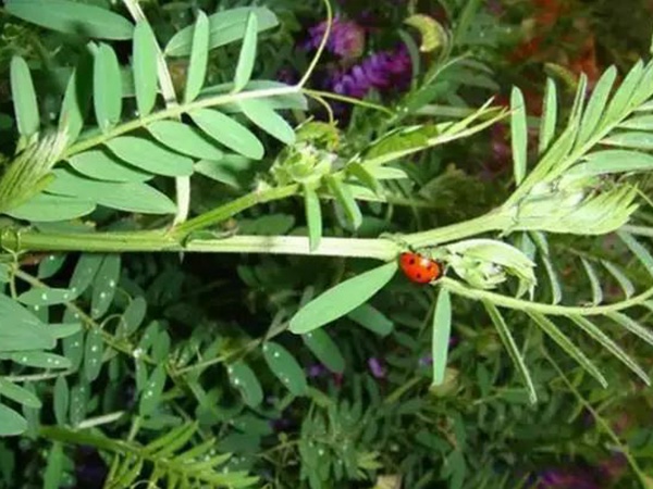 毛苕子種子的品種介紹以及特點 毛苕子種子的品種介紹以及特點