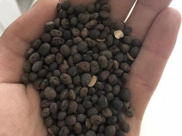 毛苕子的種植方法以及管理技術 毛苕子的種植方法以及管理技術