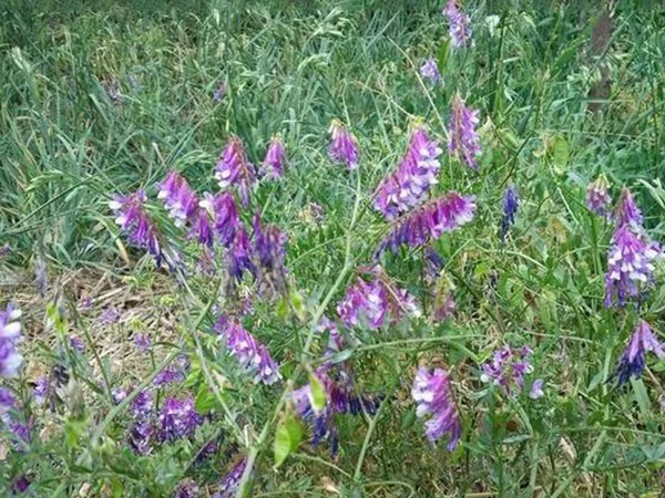 毛苕子的種植方法以及管理技術 毛苕子的種植方法以及管理技術