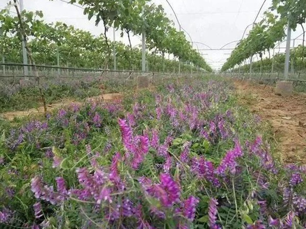 毛苕子的種植方法以及管理技術 毛苕子的種植方法以及管理技術