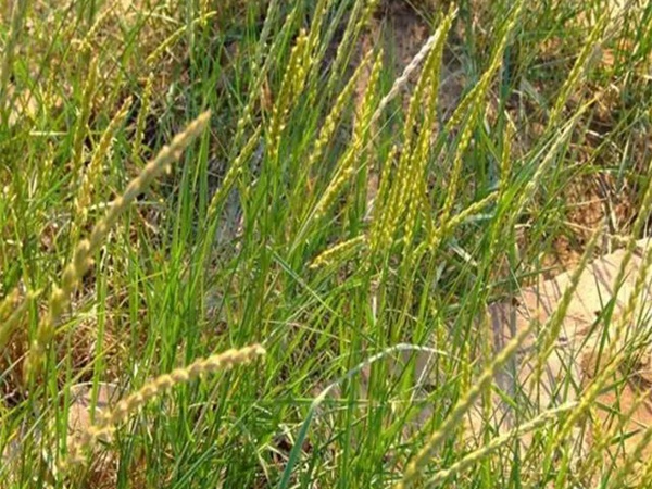 披堿草播種方法與經(jīng)濟(jì)價(jià)值 披堿草播種方法與經(jīng)濟(jì)價(jià)值