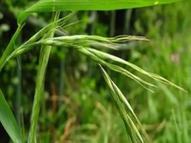 披堿草播種方法與經(jīng)濟(jì)價(jià)值 披堿草播種方法與經(jīng)濟(jì)價(jià)值