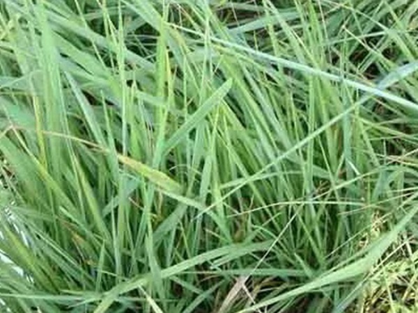 披堿草種植方法與管理技術 披堿草種植方法與管理技術