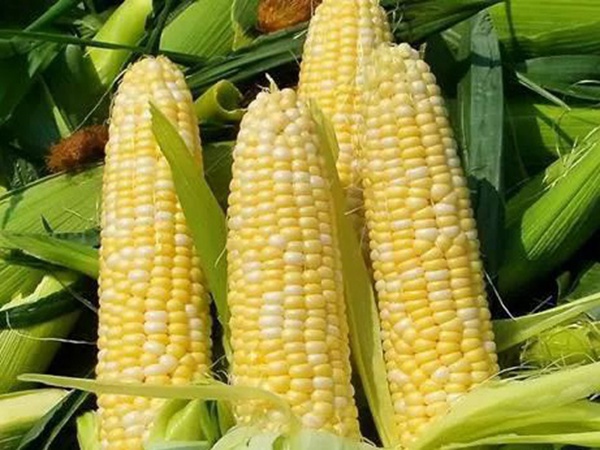 優良高產牧草種子墨西哥玉米栽培技術 優良高產牧草種子墨西哥玉米栽培技術