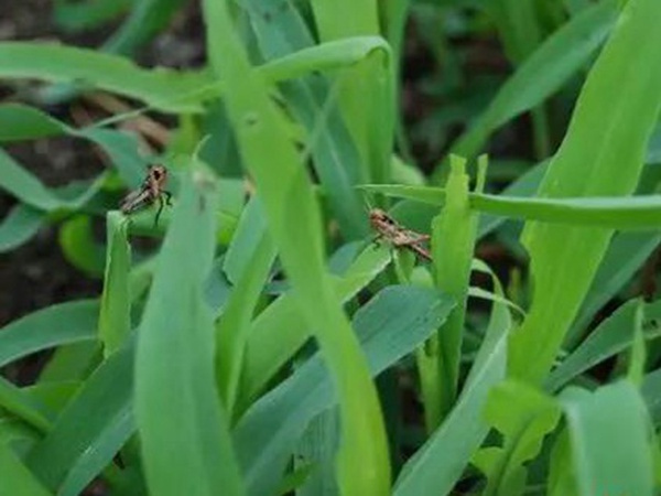 墨西哥玉米草如何種植,種植方法是什么 墨西哥玉米草如何種植,種植方法是什么
