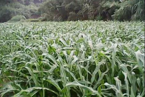 墨西哥玉米草種子的種植方法與如何利用 墨西哥玉米草種子的種植方法與如何利用