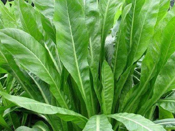 「菊苣」播種前準備與種植方法 「菊苣」播種前準備與種植方法