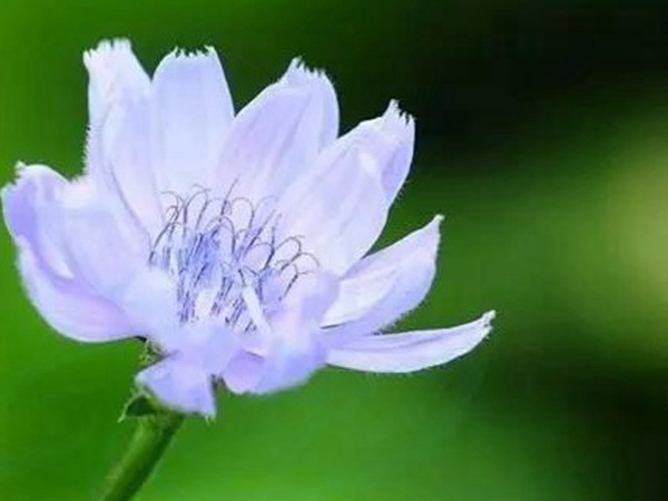 【菊苣】菊苣的播種方法與養護技術 【菊苣】菊苣的播種方法與養護技術