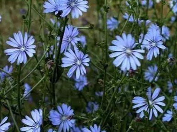 【菊苣】菊苣的播種方法與養護技術 【菊苣】菊苣的播種方法與養護技術