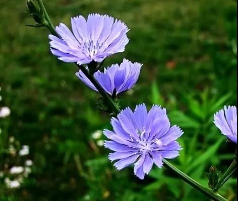 每日推薦 | 菊苣的養(yǎng)殖方法推薦 每日推薦 | 菊苣的養(yǎng)殖方法推薦