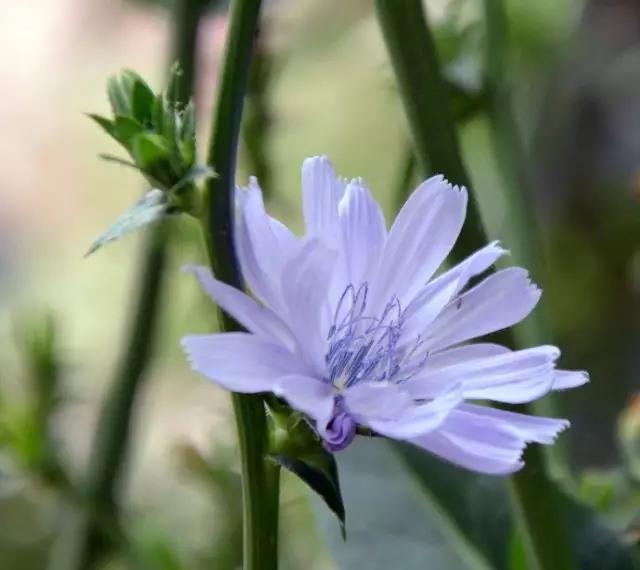 每日推薦 | 菊苣的養(yǎng)殖方法推薦 每日推薦 | 菊苣的養(yǎng)殖方法推薦