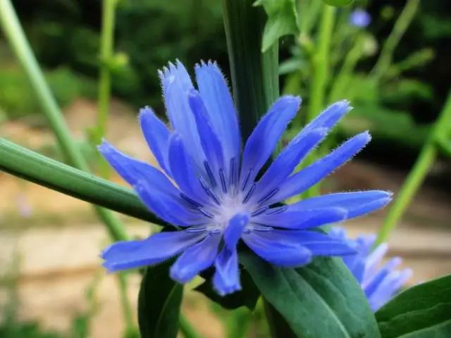 每日推薦 | 菊苣的養(yǎng)殖方法推薦 每日推薦 | 菊苣的養(yǎng)殖方法推薦