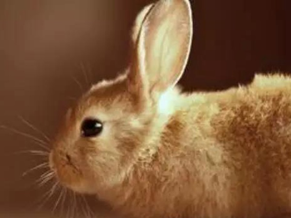 種植牧草——菊苣來喂養兔子 種植牧草——菊苣來喂養兔子