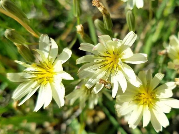 山野花系列------苦荬菜牧草種子 山野花系列------苦荬菜牧草種子