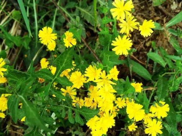苦荬菜簡單介紹與營養價值 苦荬菜簡單介紹與營養價值