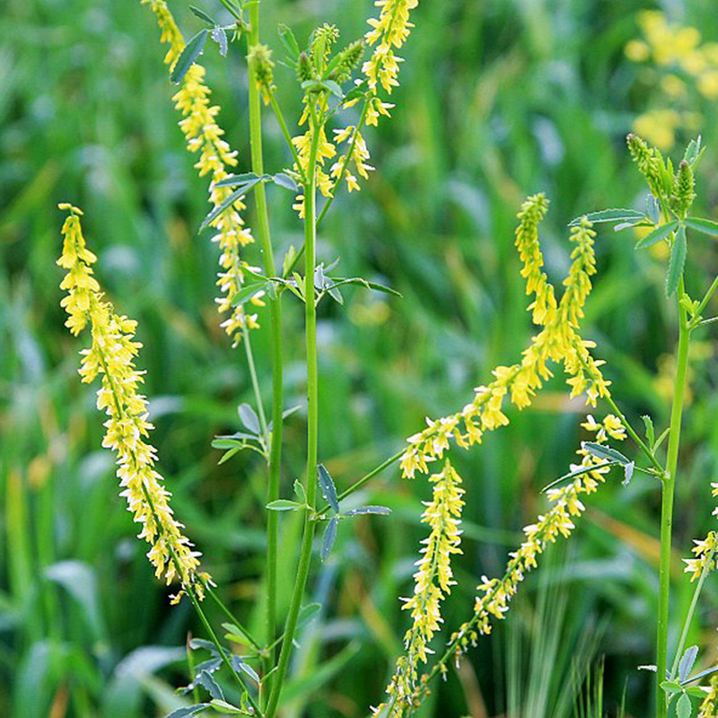 草木樨的種植技術(shù)及栽培方法 草木樨的種植技術(shù)及栽培方法