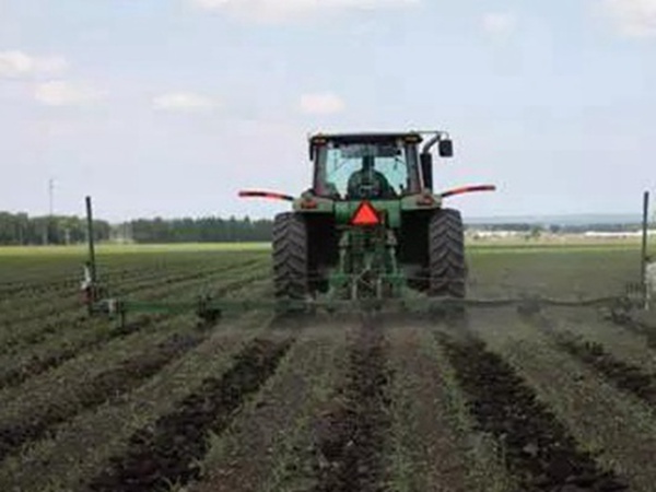 甜高粱的田間管理方法和收割利用技術 甜高粱的田間管理方法和收割利用技術