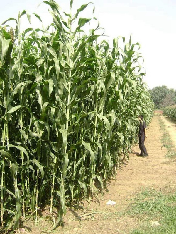 甜高粱的種植技術,種植需要注意什么 甜高粱的種植技術,種植需要注意什么
