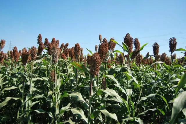 “北方”牧草種子——甜高粱，不僅用途廣，效益更是高！