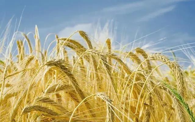 啤飼大麥病蟲害,防治研究方法有哪些,這里有幾個方法 啤飼大麥病蟲害,防治研究方法有哪些,這里有幾個方法