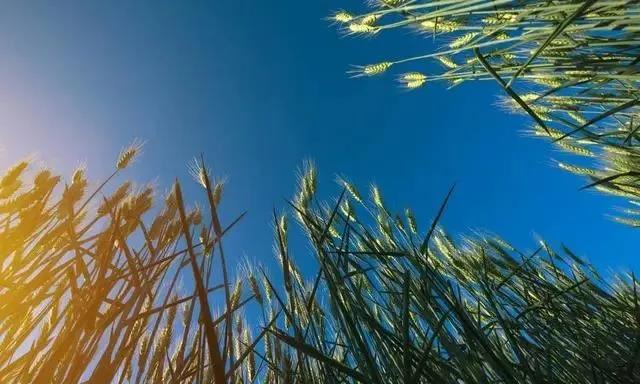 啤飼大麥病蟲害,防治研究方法有哪些,這里有幾個方法 啤飼大麥病蟲害,防治研究方法有哪些,這里有幾個方法