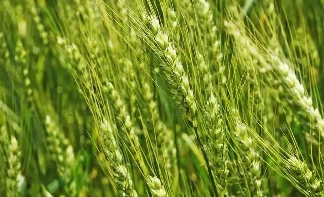 啤飼大麥病蟲害,防治研究方法有哪些,這里有幾個方法 啤飼大麥病蟲害,防治研究方法有哪些,這里有幾個方法