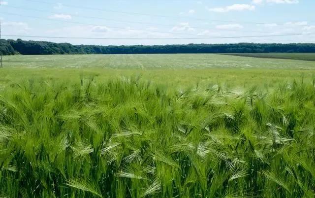 啤飼大麥病蟲害,防治研究方法有哪些,這里有幾個方法 啤飼大麥病蟲害,防治研究方法有哪些,這里有幾個方法