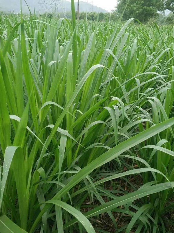 養(yǎng)魚(yú)種什么草種好?皇竹草喂草魚(yú)效果好,有什么方法 養(yǎng)魚(yú)種什么草種好?皇竹草喂草魚(yú)效果好,有什么方法