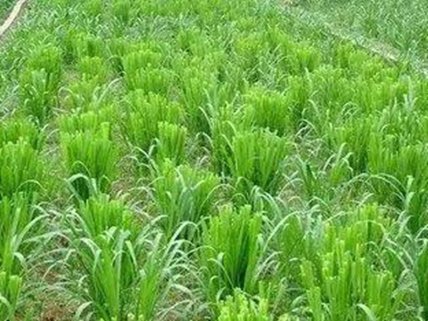 種植皇竹草養牛劃算嗎,一頭牛吃多少斤皇竹草 種植皇竹草養牛劃算嗎,一頭牛吃多少斤皇竹草