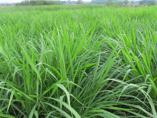 種植皇竹草牧草養牛，一畝地牧草可以養殖多少牛？