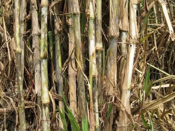 皇竹草種植方法?多少度下適合播種? 皇竹草種植方法?多少度下適合播種?