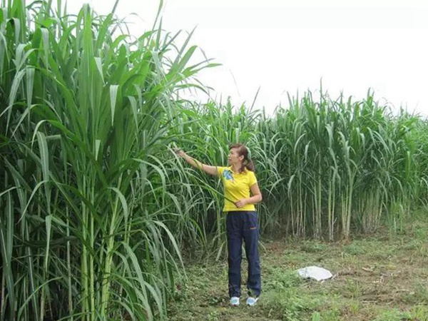 竹鼠粗糧—皇竹草種植方法與播種技術 竹鼠粗糧—皇竹草種植方法與播種技術