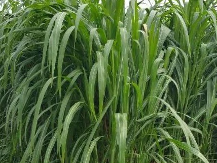 新型皇竹草牧草兩種發(fā)酵方法——發(fā)酵生物飼料與青貯飼料 新型皇竹草牧草兩種發(fā)酵方法——發(fā)酵生物飼料與青貯飼料