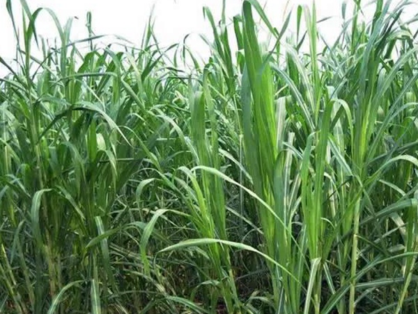 甜象草與皇竹草有什么區別 甜象草與皇竹草有什么區別