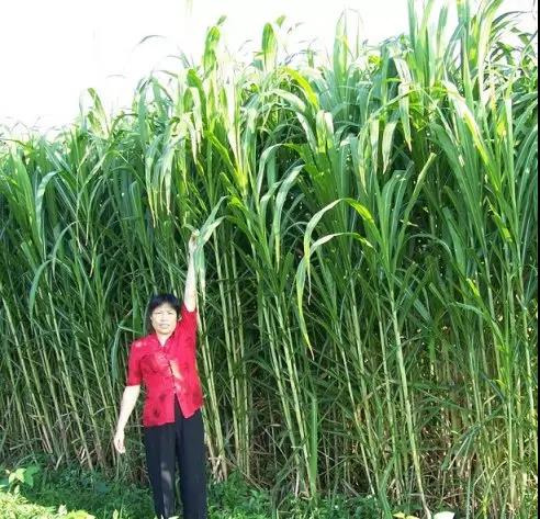 皇竹草栽培技術及其喂羊利用方法 皇竹草栽培技術及其喂羊利用方法