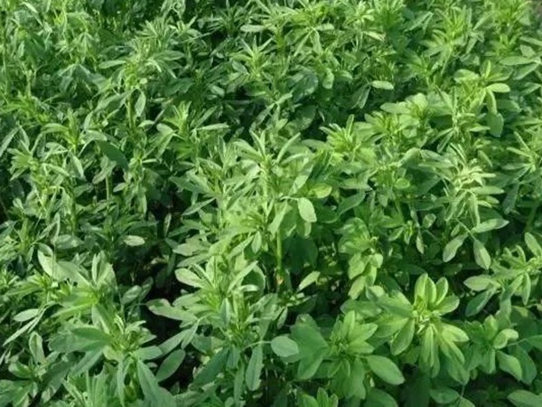 紫花苜蓿春季播種栽培技術(shù) 紫花苜蓿春季播種栽培技術(shù)