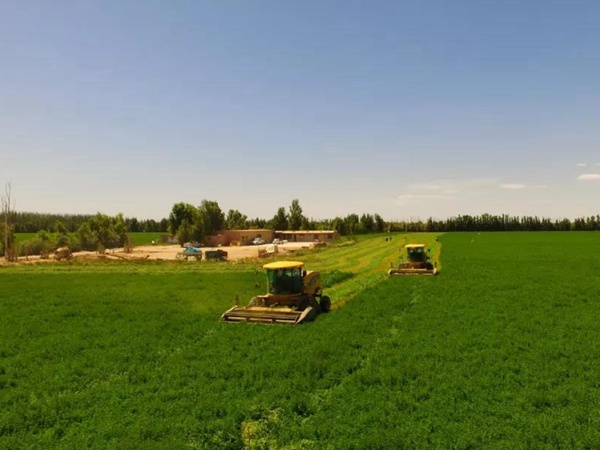 高品質牧草品種——紫花苜蓿(耐鹽之星) 高品質牧草品種——紫花苜蓿(耐鹽之星)