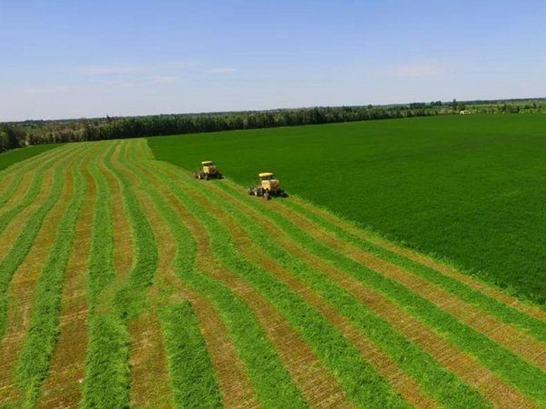 高品質(zhì)紫花苜蓿牧草種子--巨能7 高品質(zhì)紫花苜蓿牧草種子--巨能7