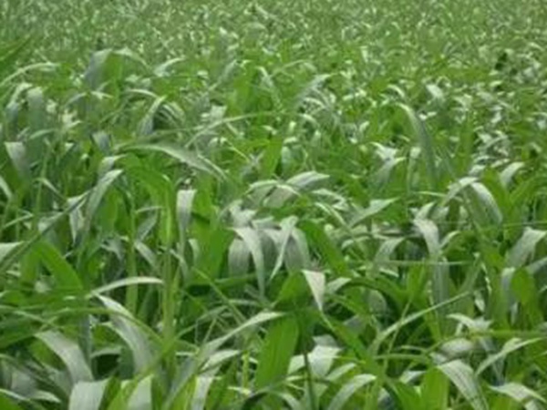 蘇丹草喂牛一畝可養幾頭牛,種植技術要點是什么 蘇丹草喂牛一畝可養幾頭牛,種植技術要點是什么