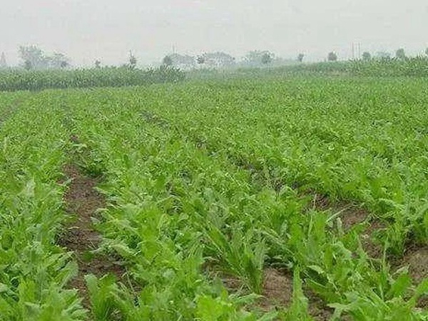 串葉松香草人工種植的時候怎么樣能高產(chǎn)? 串葉松香草人工種植的時候怎么樣能高產(chǎn)?