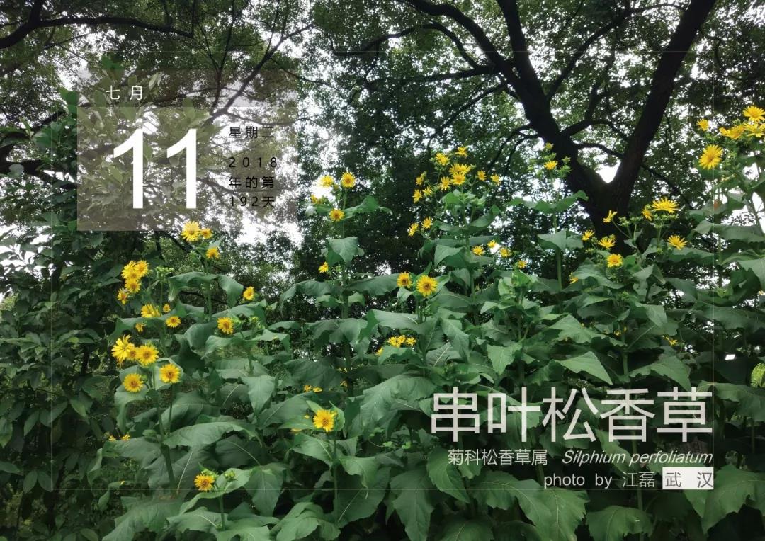 7月11——串葉松香草 7月11——串葉松香草
