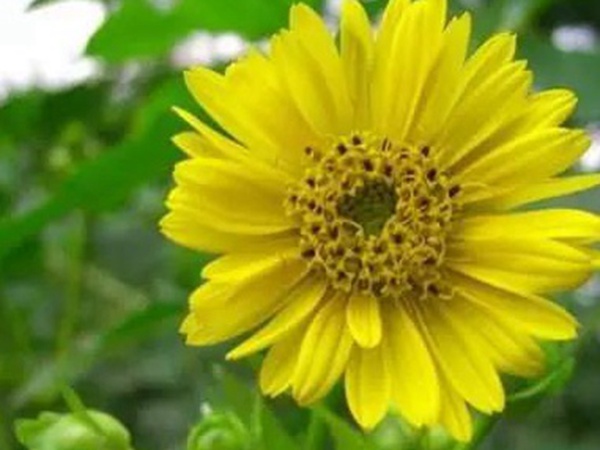 串葉松香草的種植方法,如何種植比較合適? 串葉松香草的種植方法,如何種植比較合適?