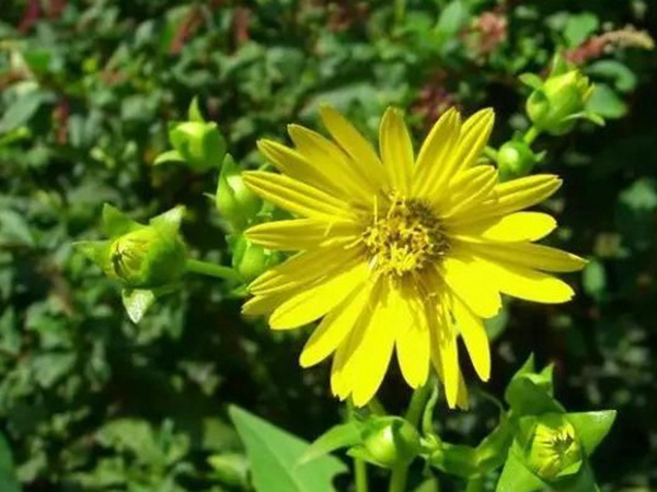 串葉松香草的種植方法,如何種植比較合適? 串葉松香草的種植方法,如何種植比較合適?