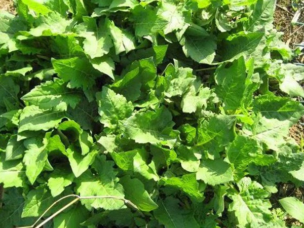 串葉松香草的營養價值以及栽培技術介紹 串葉松香草的營養價值以及栽培技術介紹