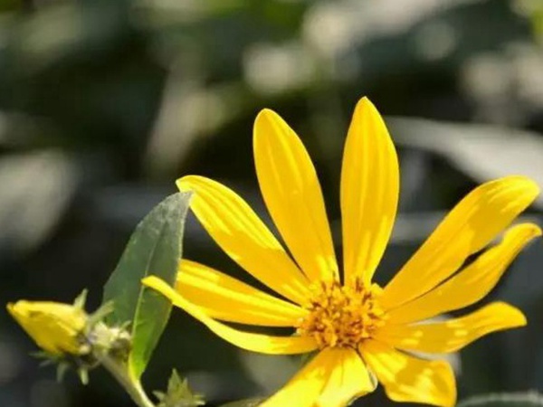 高產(chǎn)量優(yōu)質(zhì)牧草種子---串葉松香草 高產(chǎn)量優(yōu)質(zhì)牧草種子---串葉松香草