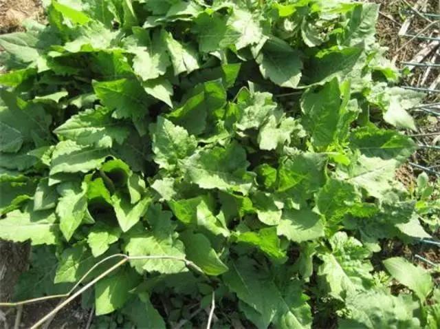 牧草養豬---串葉松香草種子栽培方法 牧草養豬---串葉松香草種子栽培方法