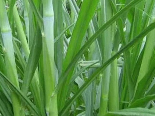 象草是一種高價值的飼料,種植栽培方法是什么 象草是一種高價值的飼料,種植栽培方法是什么